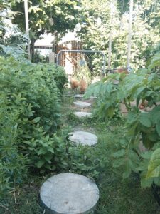 Free-Range Chickens? No Way! Image